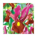 Dutch Iris Red Ember bulbs,great in containers - Caribbeangardenseed