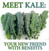 Dwarf Blue Curled Kale Seeds( Brassica oleracea) Very easy to grow - Caribbeangardenseed