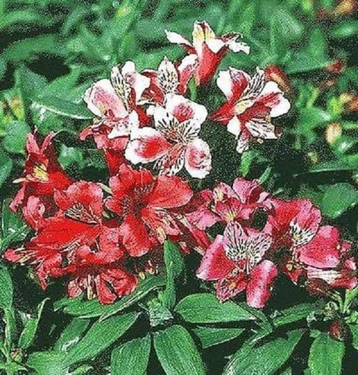 Dwarf Peruvian Lily Seeds~ "Dandy Candy" (ALSTROEMERIA hybrida ) Extremerly Rare,Great cut flowers - Perennial - Caribbeangardenseed