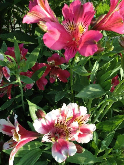 Dwarf Peruvian Lily Seeds~ "Dandy Candy" (ALSTROEMERIA hybrida ) Extremerly Rare,Great cut flowers - Perennial - Caribbeangardenseed