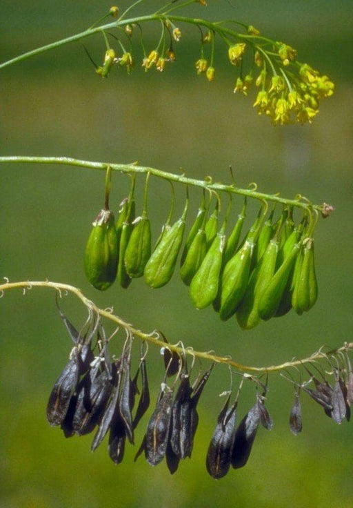 Dyer's woad Seeds, satis tinctoria,asp of jerusalem,traditional Chinese medicine - Caribbeangardenseed