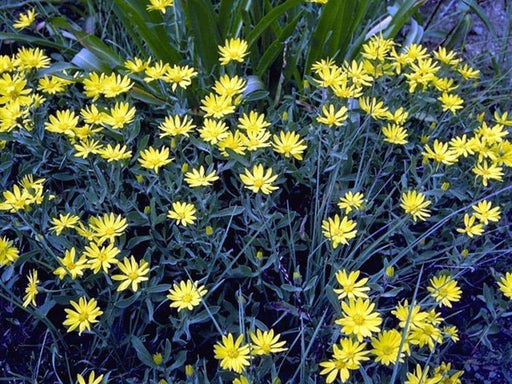 Erigeron linearis (Desert yellow fleabane) Winter hardy to zone 5, - Caribbeangardenseed
