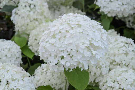 'Annabelle' Smooth Hydrangea (4' POT) LIVE PLANT,STARTER PLANT - Caribbeangardenseed