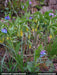 Fairybells/Bellwort (Uvularia grandiflora) Shade loving Perennial - Native Wildflowers ! Very hardy to zone 3 - Caribbeangardenseed