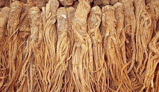 Female Ginseng Seeds - Dong Quai, Chinese Medicine Herb, Angelica Sinensis - Caribbeangardenseed