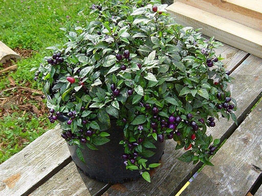 Filius Blue Pepper Seeds (Capsicum Annuum Filius Blue) Great for your flower border,patio planter, Container and Garden bed. - Caribbeangardenseed