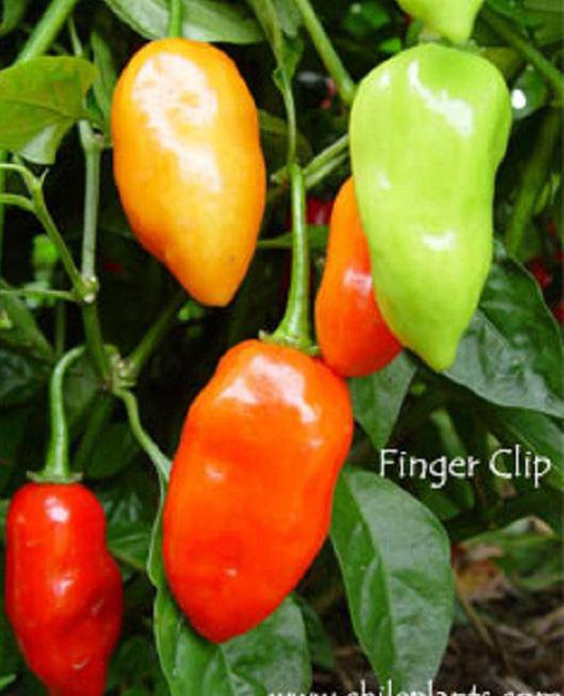 FINGER CLIP , HOT Pepper Seeds, Capsicum chinense - Caribbeangardenseed