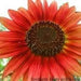 RED Sunflowers Seed - Caribbeangardenseed