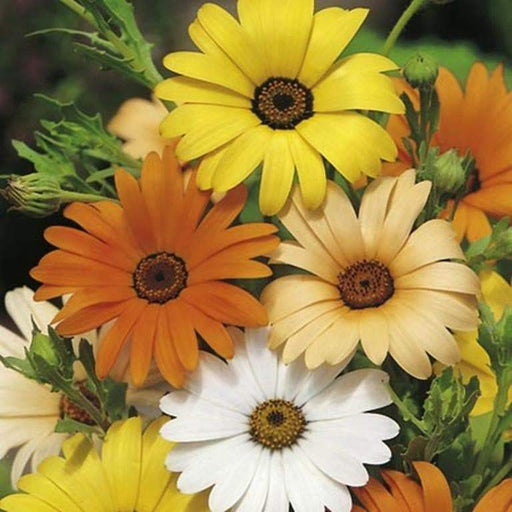 African Daisy Seeds-Mix (Annual ) Cape Marigold,in shades of white, orange, yellow and apricot. - Caribbeangardenseed