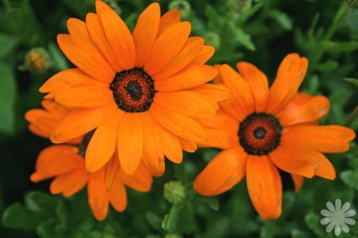 African Daisy Seeds - Orange - Caribbeangardenseed