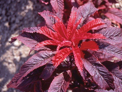 Amaranthus Seeds-Molten Fire - One of the most colorful foliage plants, - Caribbeangardenseed