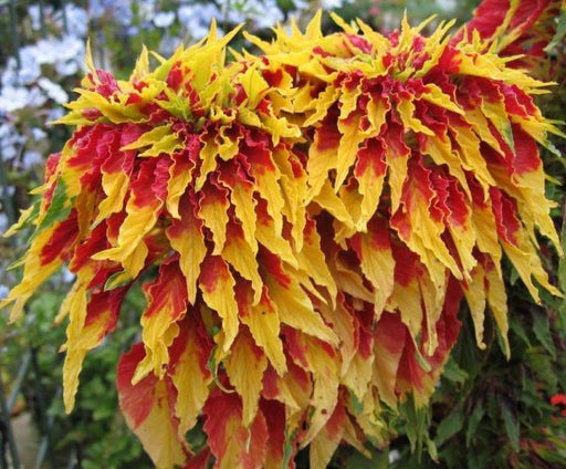 Amaranthus Seeds - Perfecta (Amaranthus Tricolor ) Tall Yellow And Red Bright Foliage Plant - Caribbeangardenseed