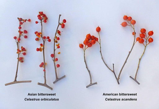 American Bittersweet Seeds - Celastrus scandens - Ornamental Fruit, - Caribbeangardenseed