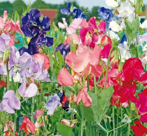 Annual Sweet Pea Early Multiflora Mixed Flowers - Caribbeangardenseed