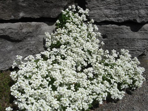 Wall Rock Cress Flowers seed- Arabis - perennial ground cover - Caribbeangardenseed