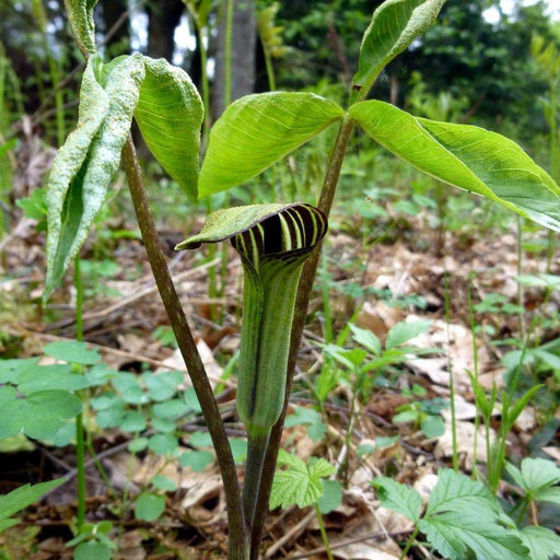 Arisaema triphyllum Flowers Seed (Jack-in-the-Pulpit) Native Wildflower - Caribbeangardenseed