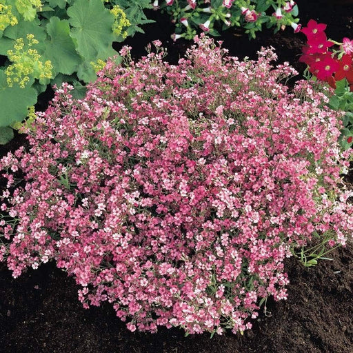 Creeping Baby's Breath Flowers Seeds,ROSE Gypsophila repens ,Perennial - Caribbeangardenseed