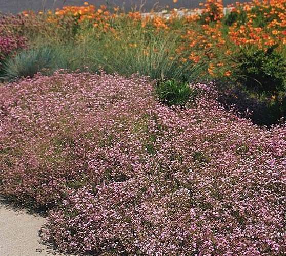 Creeping Baby's Breath Flowers Seeds,ROSE Gypsophila repens ,Perennial - Caribbeangardenseed