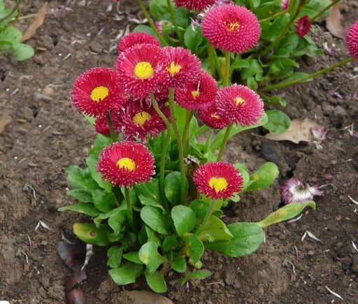 English Daisy (Bellis Perennis Super Enorma - Red) Perennial Flowers. - Caribbeangardenseed