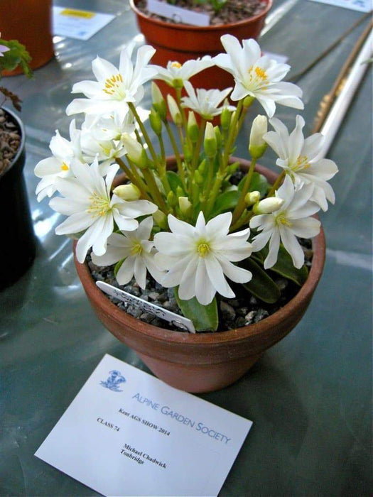 Lewisia tweedyi 'Alba',(white ) Flowers Seeds, ,Great In Container, Perennial. - Caribbeangardenseed