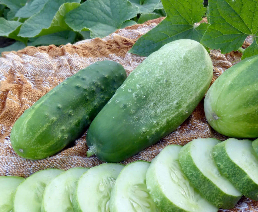 Homemade Pickles' Cucumber Seeds - 'Heavy yielding variety - Caribbeangardenseed