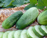 Homemade Pickles' Cucumber Seeds - 'Heavy yielding variety - Caribbeangardenseed
