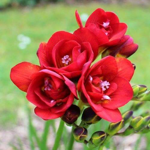 Freesia Bulbs-Double Red (Fragrant) Excellent cut flowers - Caribbeangardenseed