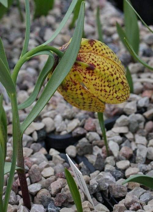 FRITILLARIA collina Seeds ,yellow with purple checkered pattern,Perennial - Caribbeangardenseed