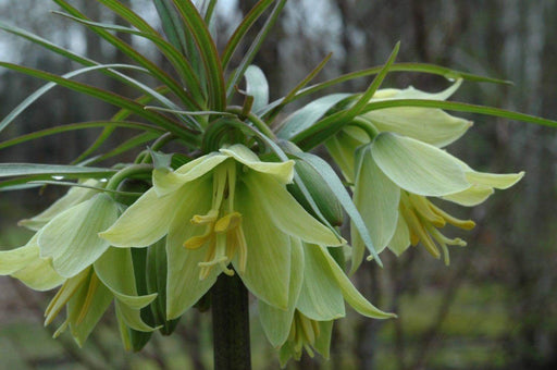 Fritillaria raddeana Seeds ,A rare and unusual fritillaria,creamy-yellow flowers,grows well in sun or partial shade and is utterly reliable - Caribbeangardenseed
