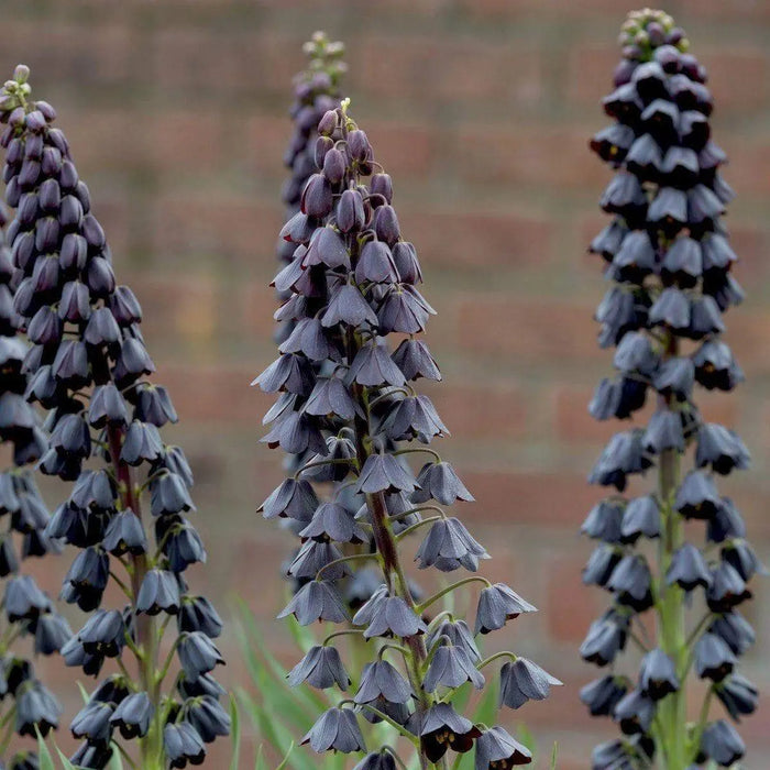 Fritillaria persica, Plum Bells (1 Bulb) One of most gorgeous looking flower - Caribbeangardenseed