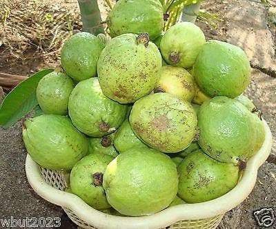 25 TROPICAL GUAVA PLANT SEED(Psidium Guajava) Fruit Tree Shrub-Perennial ! - Caribbeangardenseed