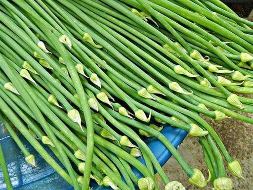 Garlic Chives Seeds - Organic (Allium tuberosum) Edible Flower,Fragrance Herb,Repel Pests,Great cut-flowers for fresh or dried arrangements, - Caribbeangardenseed