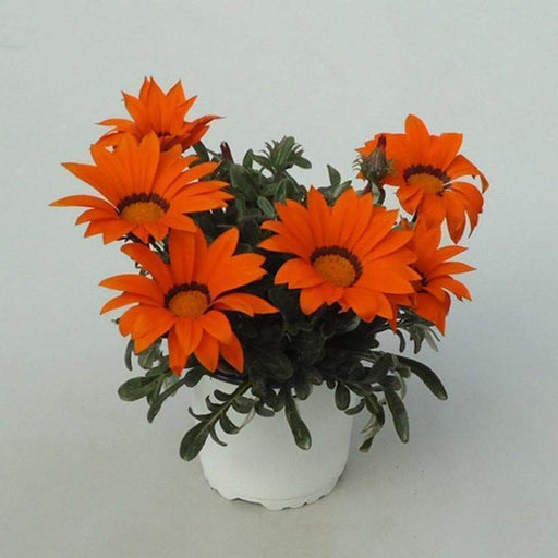 Gazania Seeds- GAZOO ORANGE with Ring-Perfect For Front Border,Containers and Baskets ! - Caribbeangardenseed