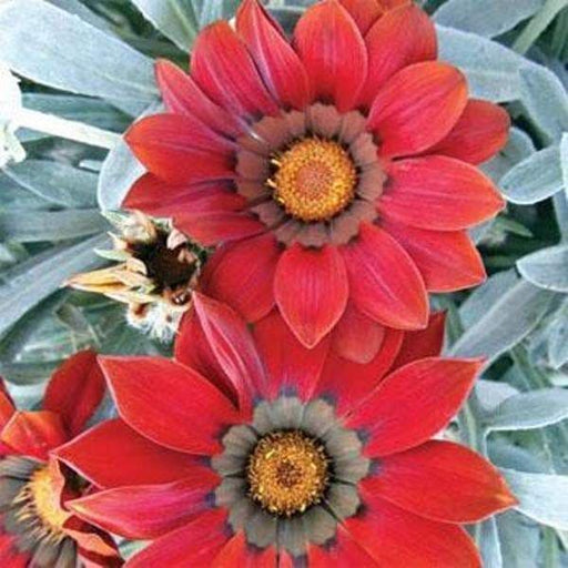 Gazania Seeds - Kiss Frosty Red -Deep red flowers - Caribbeangardenseed