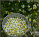 German Chamomile Herb Seeds(Matricaria Recutita) Open pollinated Garden Herb - Caribbeangardenseed