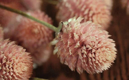 Globe Amaranth ,Salmon-Gomphrena Seeds,Great for cutting and drying - Caribbeangardenseed
