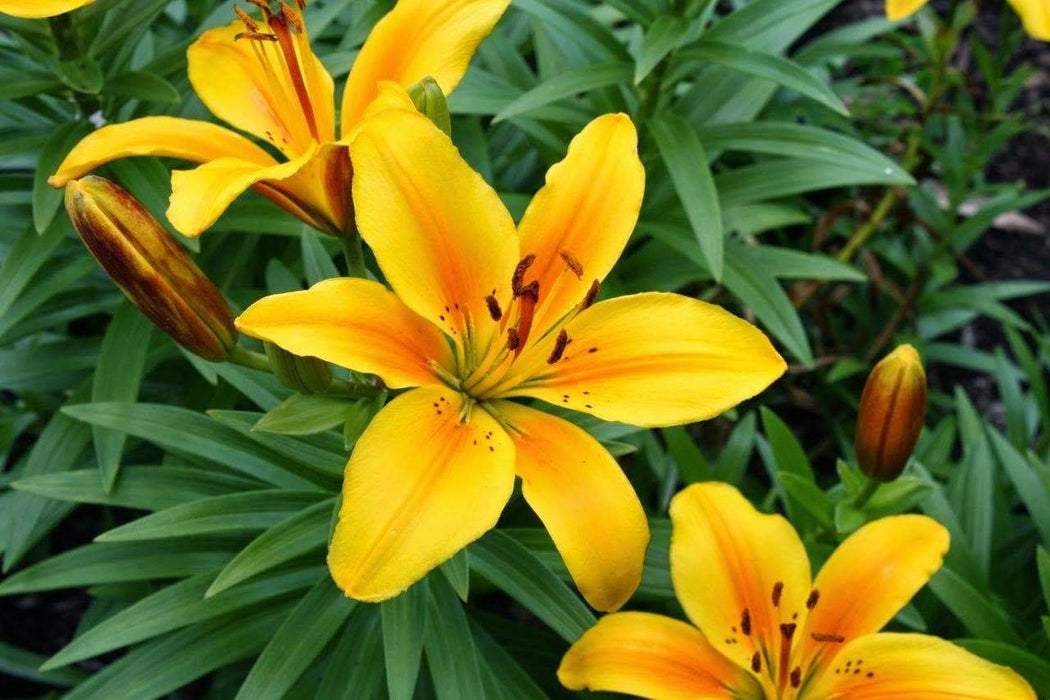 Dwarf Asiatic Lily Golden joy (bulbs) real thriller in the garden .Perennial - Caribbeangardenseed