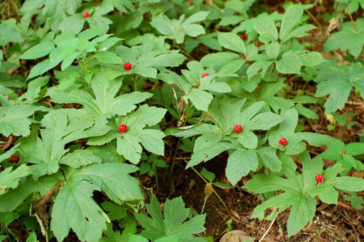 Goldenseal Bareroot (Hydrastis canadensis) Also known as Yellow root, - Caribbeangardenseed