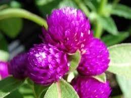 Globe Amaranth SEEDS, Purple FLOWERS- Gomphrena Globosa - Caribbeangardenseed