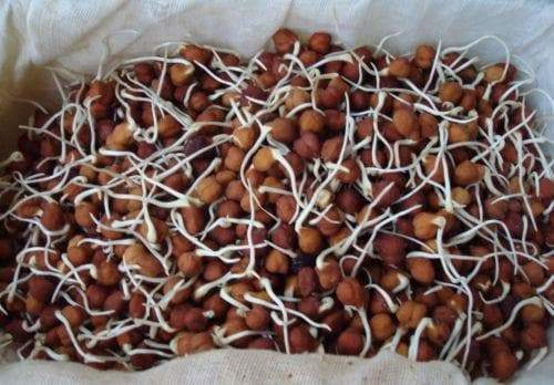 GARBANZO BEAN,Black Chickpea, Kala Chana,For SPROUTING SEED,to Grow or food 1 lb - Caribbeangardenseed