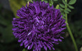 Aster (Callistephus Tall Double Gremlin Dark Violet) FLOWER SEEDS! - Caribbeangardenseed