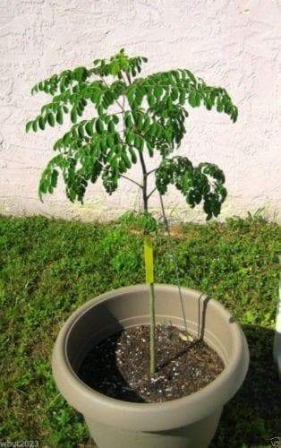 Moringa Seeds-Drumstick Tree,Tree of life or The Miracles Tree-Moringa oleifera - Caribbeangardenseed