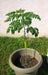 Moringa Seeds-Drumstick Tree,Tree of life or The Miracles Tree-Moringa oleifera - Caribbeangardenseed