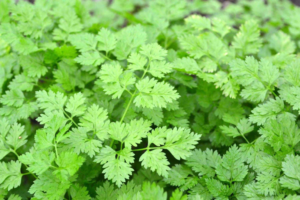 Chervil SEEDS,Vertissimo, AKA French Parsley, medicinal & culinary herb ! - Caribbeangardenseed