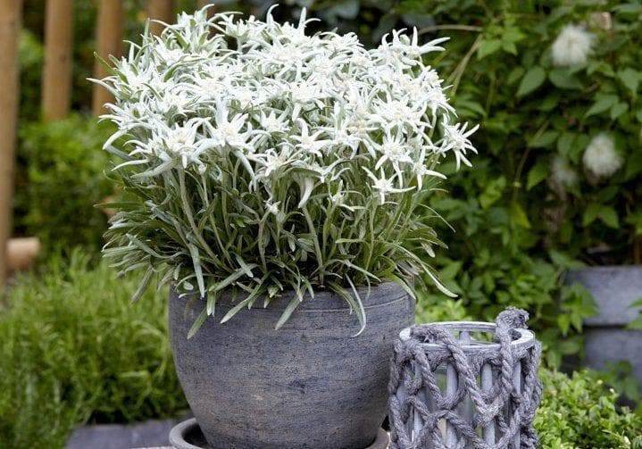 Edelweiss FLOWERS Seed, WINTER HARDY PERENNIAL - Caribbeangardenseed