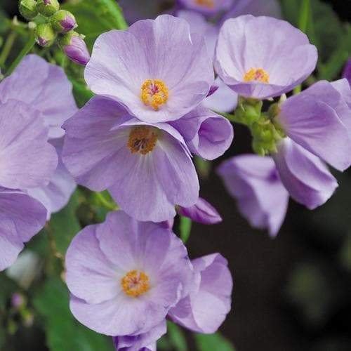 Abutilon Seeds - ABUTILON vitifolium Indian Mallow, Flowering Maple, continually bloom-Perennial - Caribbeangardenseed