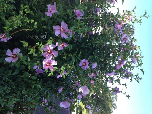 Rose of Sharon (Hibiscus syriacus) starter plant-Cold Hardy, Perennial - Caribbeangardenseed