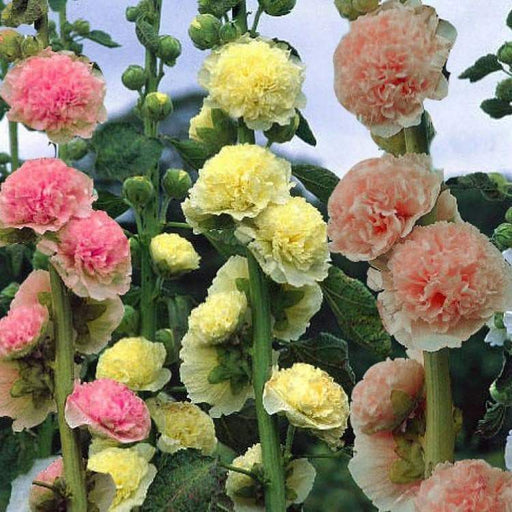 Alcea Rosea - CHATER'S DOUBLE, YELLOW Hollyhock, lowers ,Great For Fence, - Caribbeangardenseed