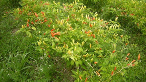 Bradley Bahamian Pepper SEEDS (Bahamian Bird Pepper) Capsicum Frutescens - Caribbeangardenseed