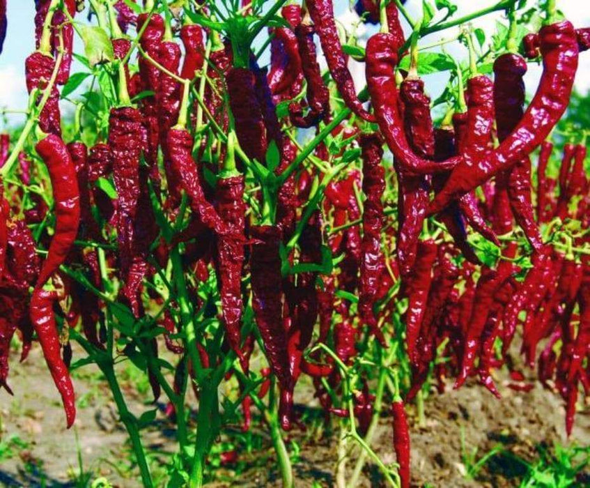 Byadgi Chilli Pepper Seeds , Capsicum Annuum, HOT - Caribbeangardenseed